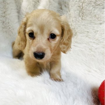 ミニチュアダックスフンド(ロング)【千葉県・女の子・2025年8月2日・イエロー】の写真「募集開始しました☺️可愛い女の子🩷」