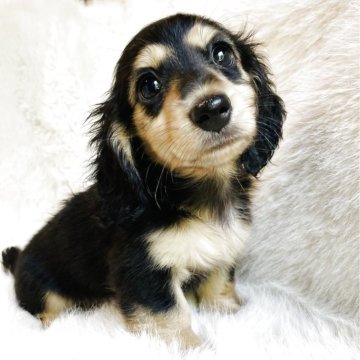 ミニチュアダックスフンド(ロング)【千葉県・女の子・2025年6月25日・ブラックイエロー】の写真「可愛い女の子🩷ご見学後お連れ頂けます🐶」