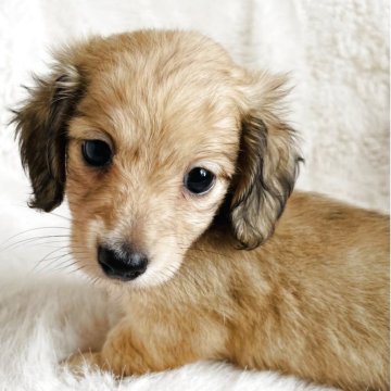 ミニチュアダックスフンド(ロング)【千葉県・女の子・2025年7月24日・シェーデッドイエロー】の写真「🐶可愛い🩷女の子　」