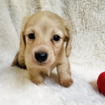 ミニチュアダックスフンド(ロング)【千葉県・女の子・2025年8月2日・イエロー】の写真「募集開始しました☺️可愛い🩷女の子」