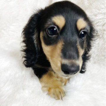 ミニチュアダックスフンド(ロング)【千葉県・女の子・2025年7月24日・ブラックイエロー】の写真「可愛い🩷女の子 直ぐにお連れ頂けます☺️」