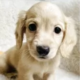 ミニチュアダックスフンド(ロング)【千葉県・男の子・2025年9月15日・イエロー】の写真1