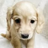 ミニチュアダックスフンド(ロング)【千葉県・男の子・2025年9月15日・イエロー】の写真2