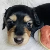 ミニチュアダックスフンド(ロング)【千葉県・女の子・2025年7月24日・ブラックイエロー】の写真3