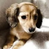 ミニチュアダックスフンド(ロング)【千葉県・女の子・2025年5月8日・シェーデッドイエロー】の写真3