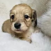 ミニチュアダックスフンド(ロング)【千葉県・女の子・2025年7月24日・シェーデッドイエロー】の写真3