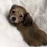 ミニチュアダックスフンド(ロング)【千葉県・女の子・2025年5月8日・シェーデッドイエロー】の写真4