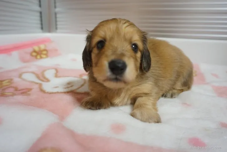 ID:2008-02748の子犬