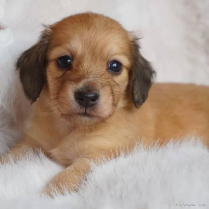 ID：2408-04900の子犬