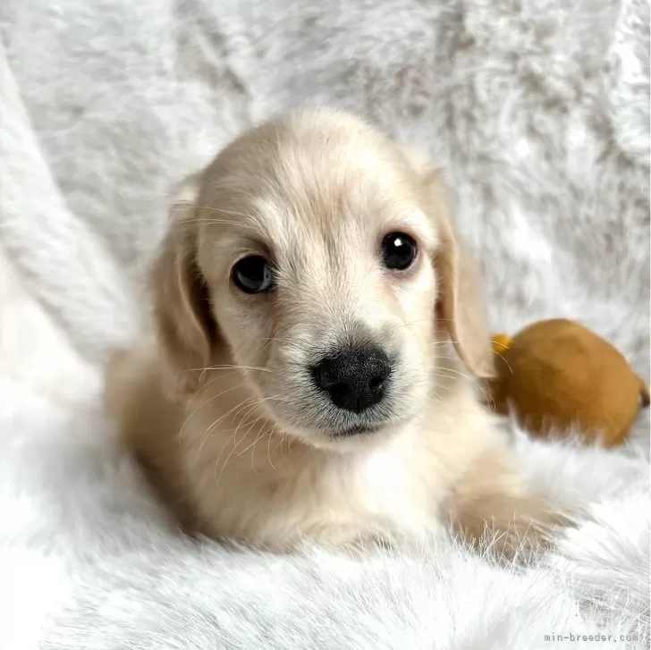 K.S 様のお迎えした子犬