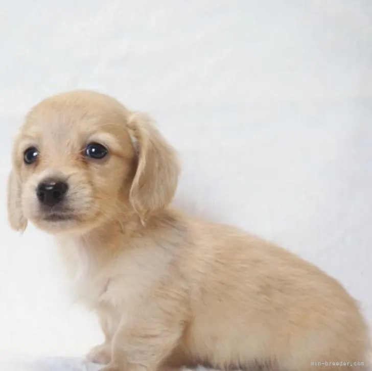 T.Y 様のお迎えした子犬