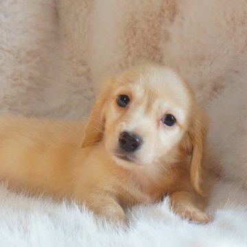 ミニチュアダックスフンド(ロング)【千葉県・男の子・2024年2月29日・イエロー】の写真「閏年生まれの可愛い男の子🩵」