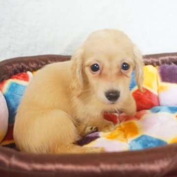 ミニチュアダックスフンド(ロング)【千葉県・女の子・2023年4月26日・イエロー】の写真「かわいい女の子！」