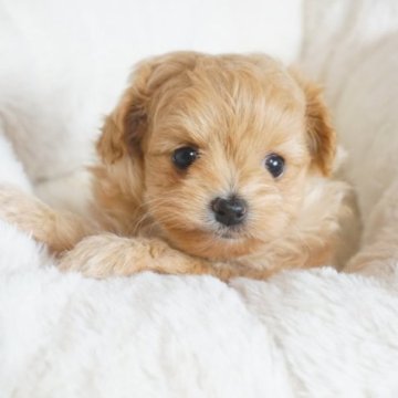 MIX(母プードル×父ポメラニアン)【千葉県・女の子・2023年2月1日・アプリコット】の写真「可愛すぎるリアルダッフィーちゃん♡」