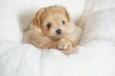 MIX(母プードル×父ポメラニアン)【千葉県・女の子・2023年2月1日・アプリコット】の写真2