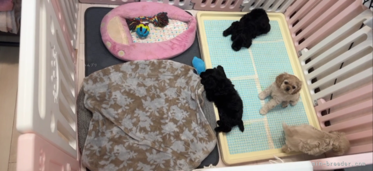 ベビー♡飼育場｜田中　桃子(たなか　ももこ)ブリーダー(大阪府・アメリカンコッカースパニエル・JKC登録)の紹介写真2