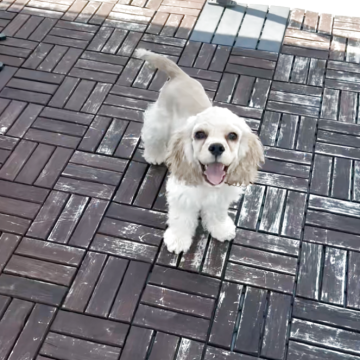 アメリカンコッカースパニエル【大阪府・男の子・2025年3月12日・シルバーバフ】の写真「7/13までのお迎えでワクチン一回分無料です♡」