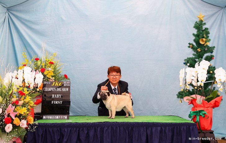 5ヶ月の女の子｜尾花　カルラレジーナ(おばな　かるられじーな)ブリーダー(三重県・パグなど・JKC登録)の紹介写真2