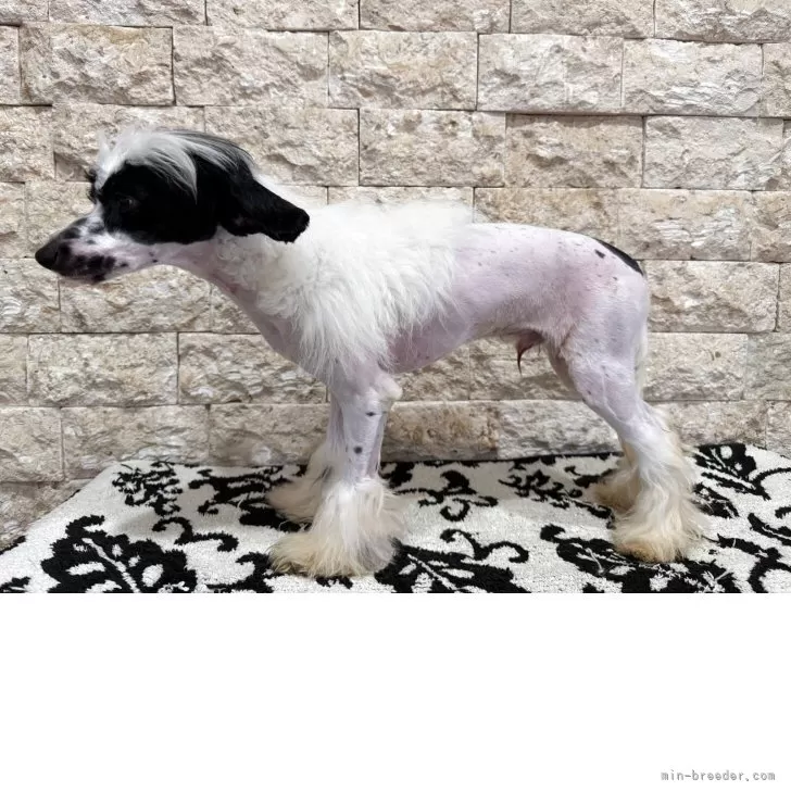 チャイニーズ・クレステッド・ドッグ【三重県・男の子・2025年6月5日・ホワイト ブラック】の写真1「とても大人しい子」