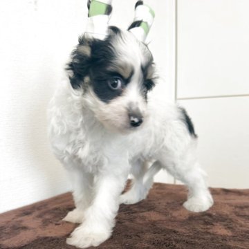 チャイニーズ・クレステッド・ドッグ【三重県・女の子・2025年6月5日・ホワイトブラック】の写真「可愛い😍可愛い😍」