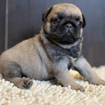 パグ【三重県・女の子・2024年11月28日・フォーン】の写真「素晴らしい子可愛い😍」