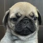 パグ【三重県・女の子・2024年12月12日・フォーン】の写真1