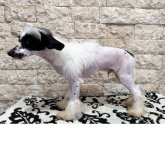 チャイニーズ・クレステッド・ドッグ