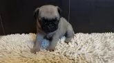 パグ【三重県・女の子・2024年11月28日・フォーン】の写真3