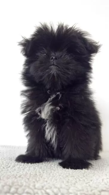 Guri様❤️オーダーページ⑤　ポメラニアン　エコバッグ他 Guri様❤️オーダーページ⑤ ポメラニアン エコバッグ他 Guri様