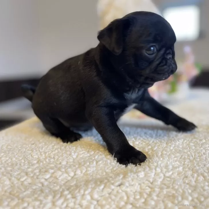 モカ 様のお迎えした子犬