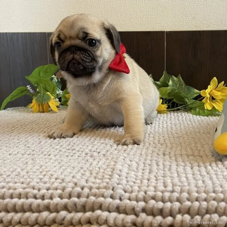 ID:2306-04743の子犬