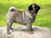 パグ【・男の子・2020年12月22日・フォーン】