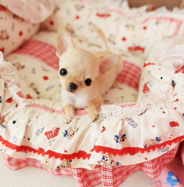 手作りベッドでくつろぎ中｜芹川　悦子(せりかわ　えつこ)ブリーダー(奈良県・チワワ(ロング)など・JKC登録)の紹介写真3