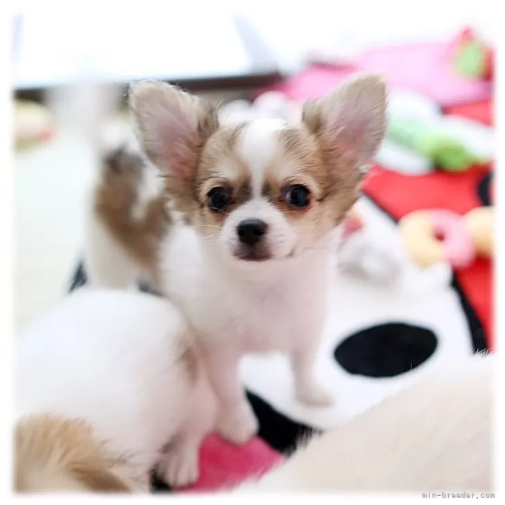 ID：2507-08115の子犬