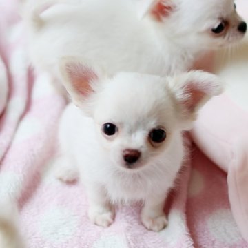 チワワ(ロング)【奈良県・女の子・2025年3月5日・ホワイト&クリーム】の写真「綺麗なホワイトチワワちゃん」