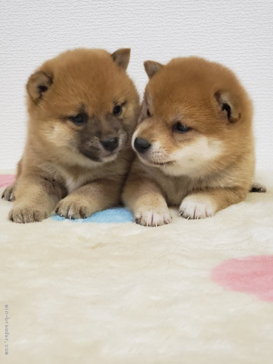 松本　俊之(まつもと　としゆき)ブリーダー(和歌山県・柴犬など・JKC/日本犬保存会/KCJ登録)の紹介写真1