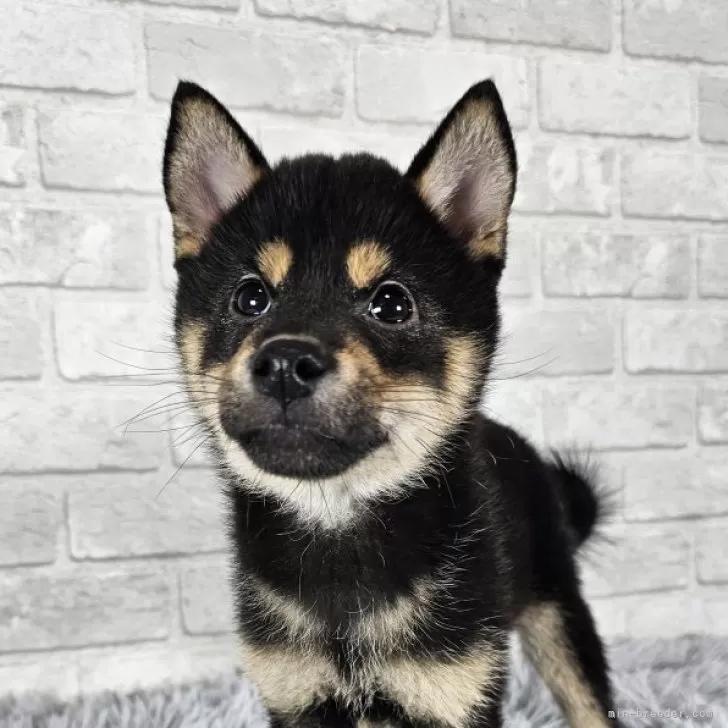 ID：2411-02349の子犬