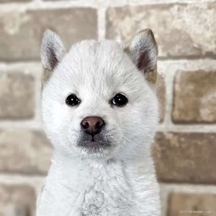 ID：2504-04688の子犬