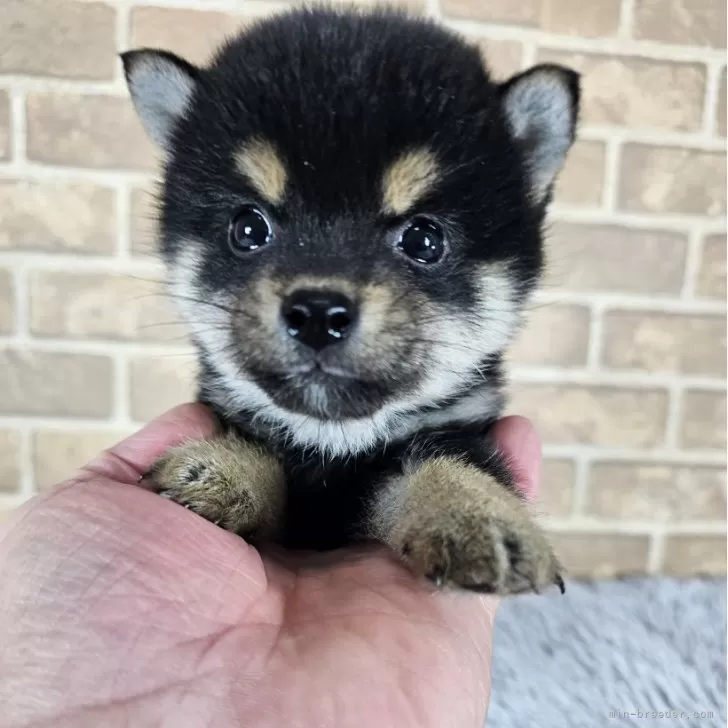 ID：2501-06653の子犬