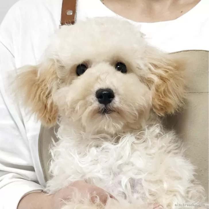 ID：2412-06940の子犬