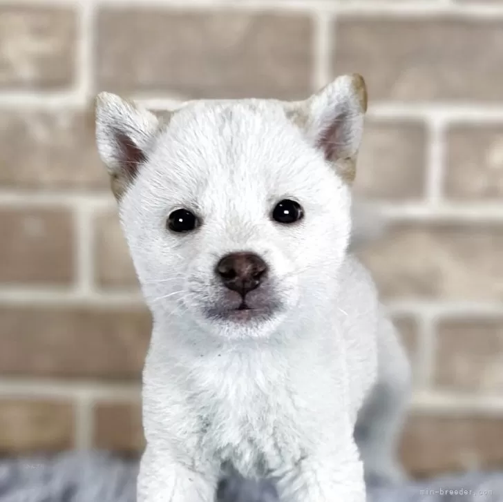 T.W 様のお迎えした子犬