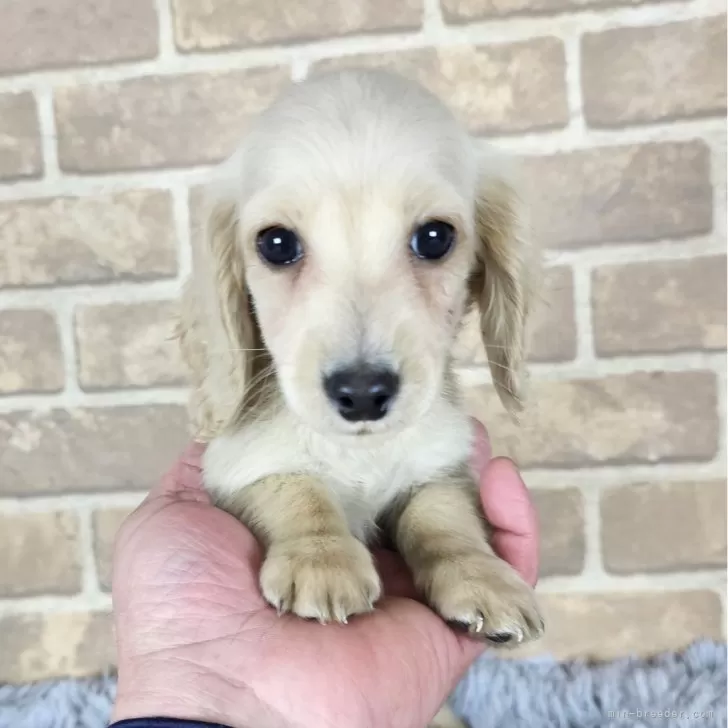 R.K 様のお迎えした子犬