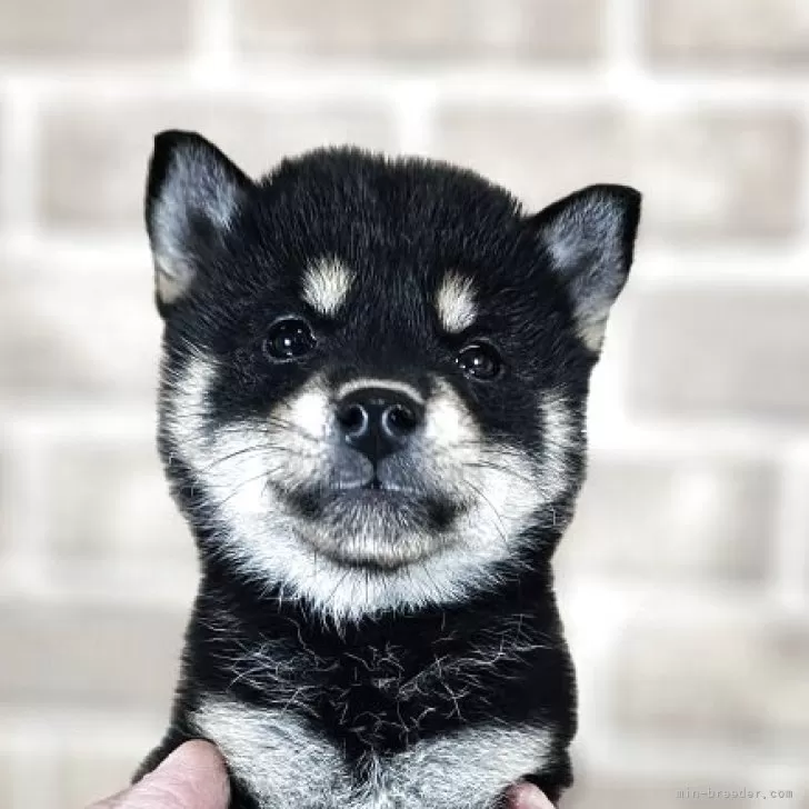 ID:2504-04700の子犬