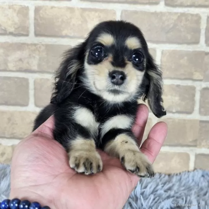 ID:2502-03482の子犬