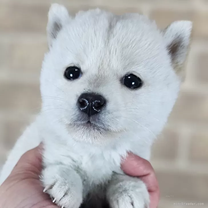 豆柴【和歌山県・女の子・2025年10月15日・白】の写真1