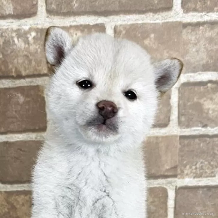 ID:2504-04717の子犬