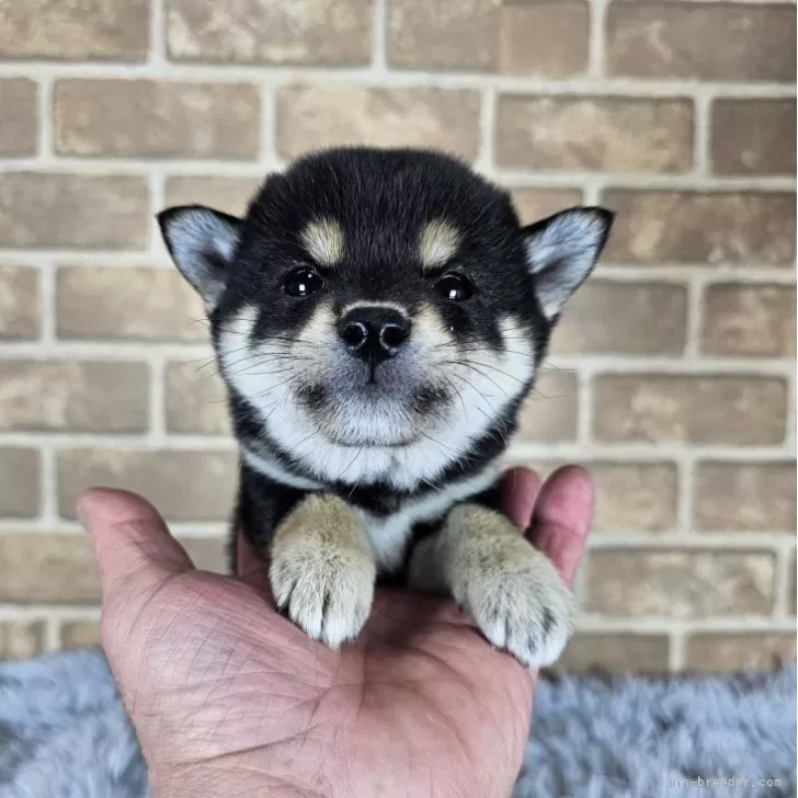 ID：2412-02077の子犬