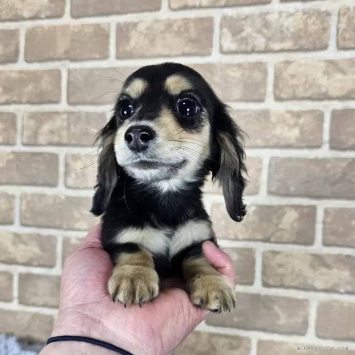ID:2502-03486の子犬