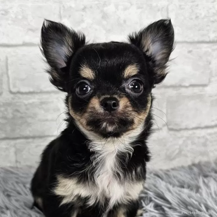 M.M 様のお迎えした子犬