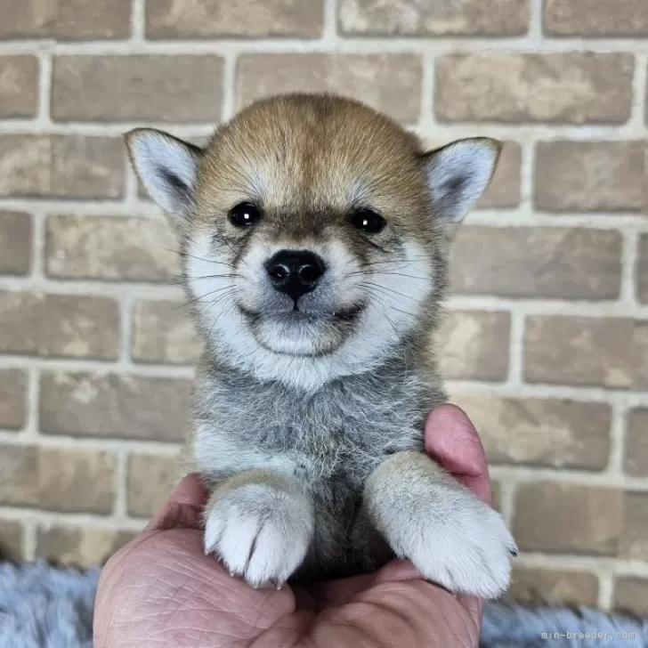 ID:2412-02073の子犬